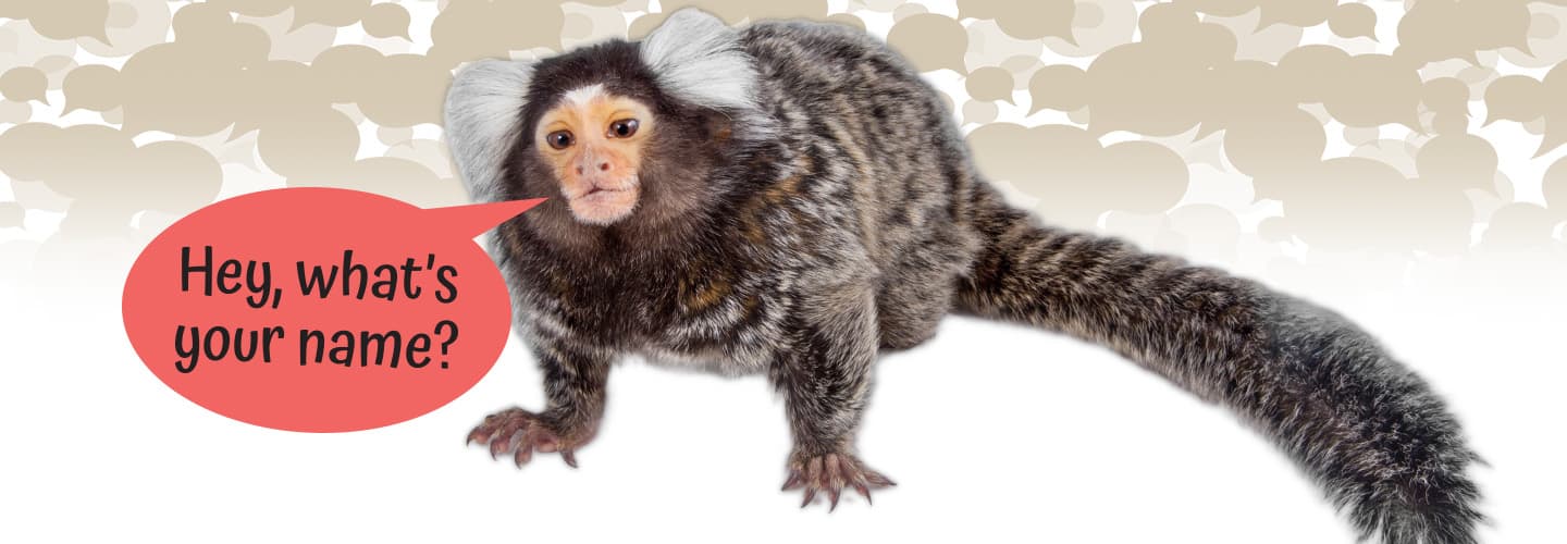 a small monkey with a speech bubble that says "Hey, what&apos;s your name?"