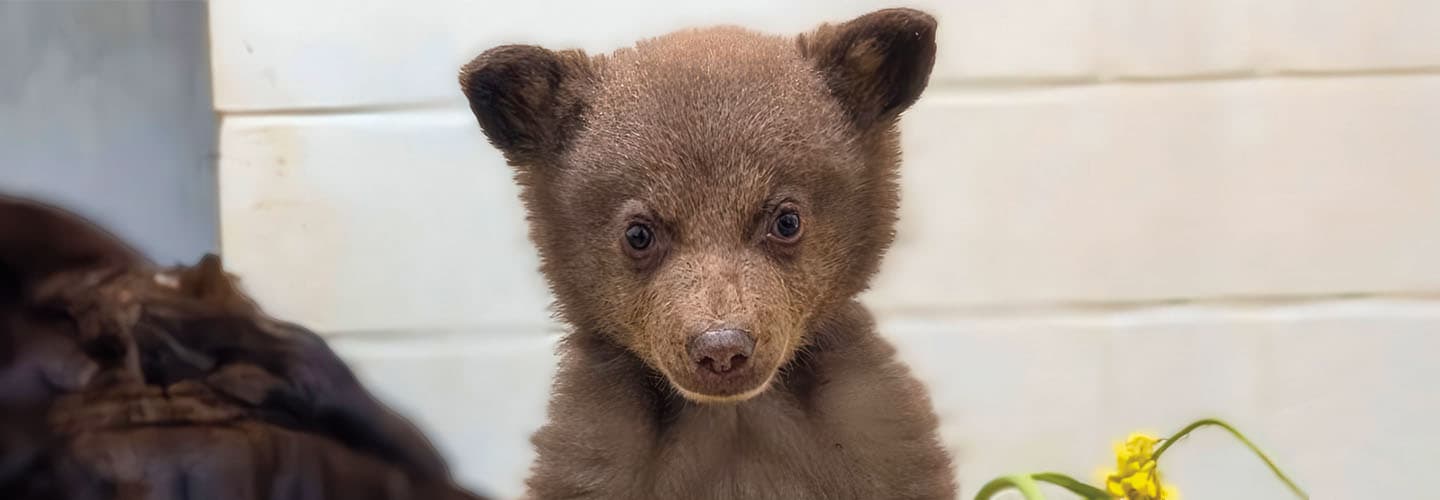 Photo of baby bear
